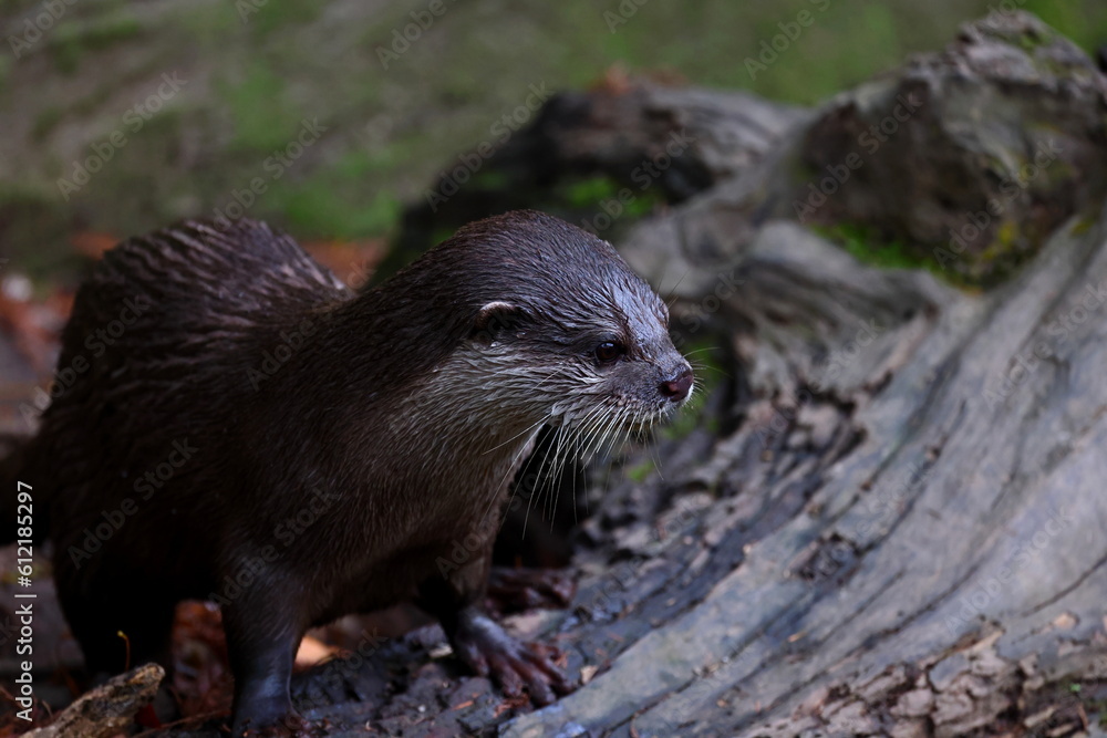 Oriental small clawed otters at Taipei zoo in Taipei Taiwan Oriental small clawed otters at Taipei zoo in Taipei Taiwan