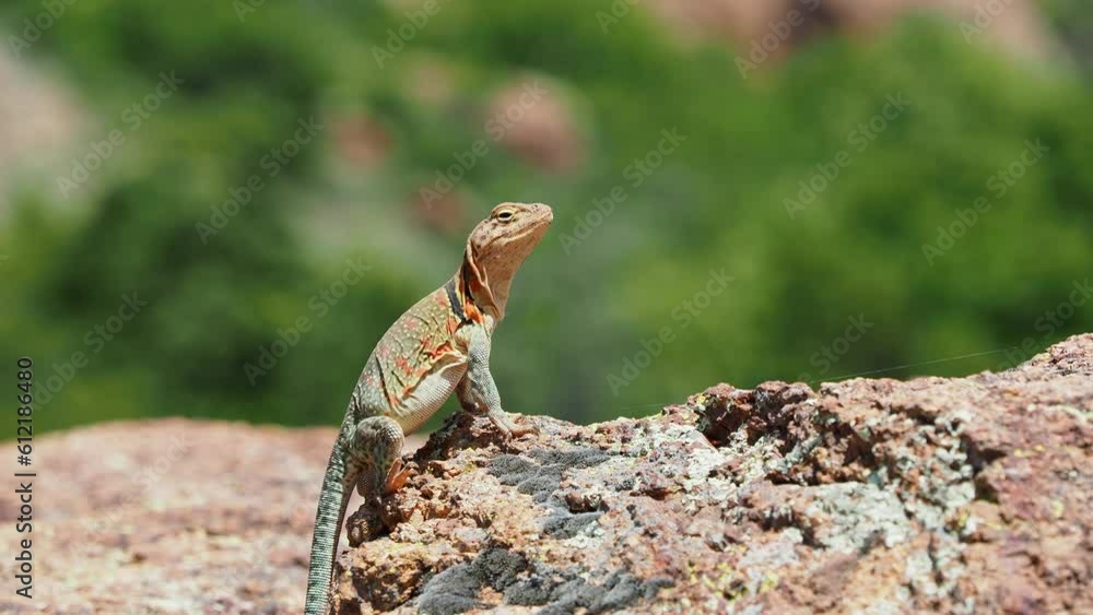 Close up shot of a Eastern collared lizard Close up shot of a Eastern collared lizard