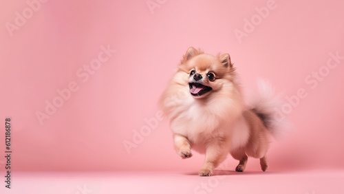 Pomeranian dog on pink background (Generative AI)