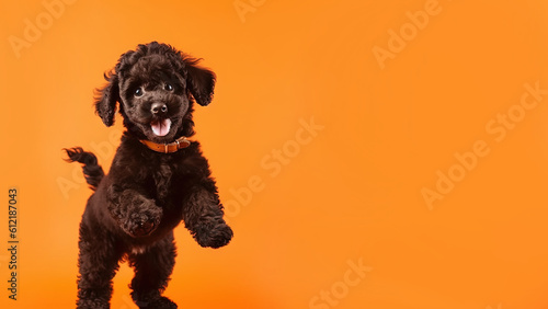 Poodle dog on orange background with copy space (Generative AI)