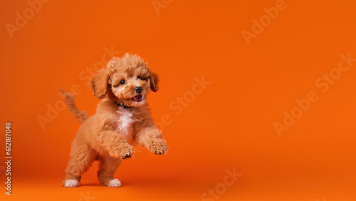 Poodle dog on orange background with copy space (Generative AI)