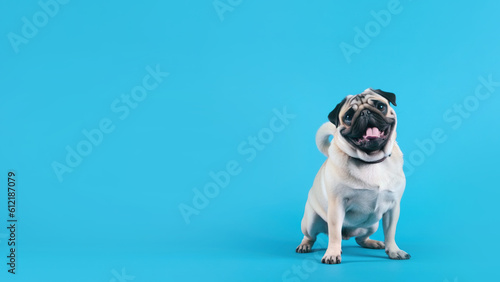 Pug dog on blue background with copy space (Generative AI)