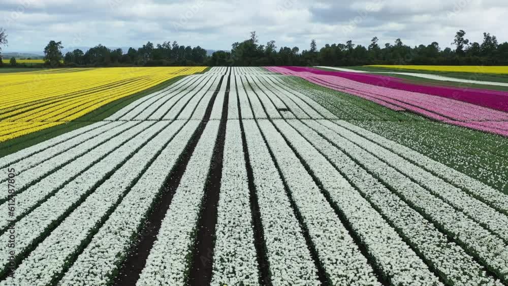Aerial view drone video from blossoming tulip fields in the Chile near Osorno Aerial view drone video from blossoming tulip fields in the Chile near Osorno