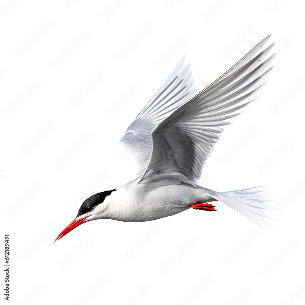 Obraz premium Tern bird Flying in the air with open wingspan isolated on white background, Generative Ai
