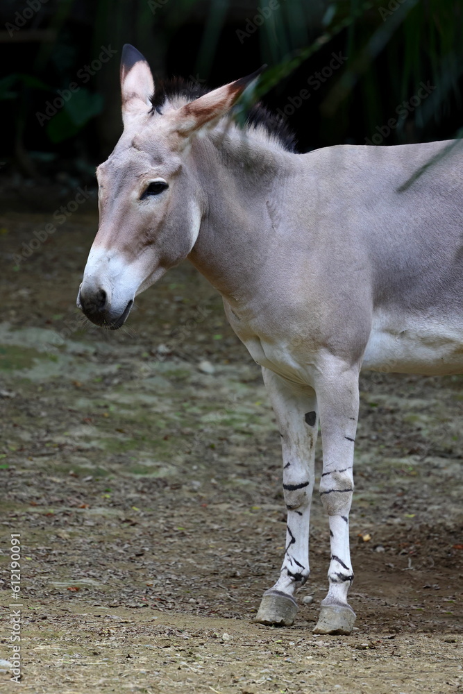 African wild donkey, Equus asinus somalicus, at Taipei zoo in Taipei Taiwan African wild donkey, Equus asinus somalicus, at Taipei zoo in Taipei Taiwan