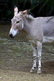 African wild donkey, Equus asinus somalicus, at Taipei zoo in Taipei Taiwan