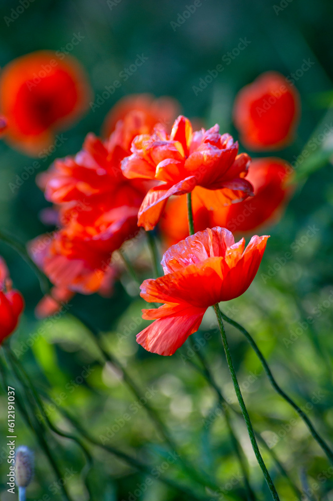 Red poppy flowers on green background Red poppy flowers on green background