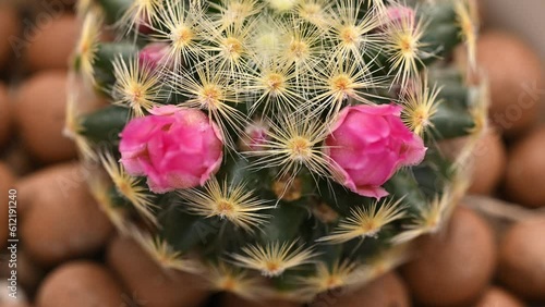 Close up of pink little flowers of  Mammillaria schiedeana cactus blooming. photo