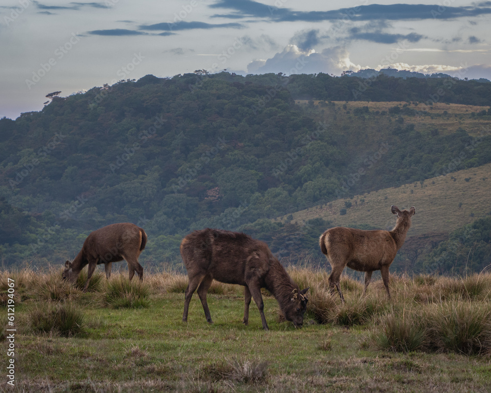 Spectacular Herd of Sambar Deer in Horton Plains National Park, Sri Lanka. Captivating wildlife photography capturing the grace and beauty of these majestic creatures in their natural habitat.
