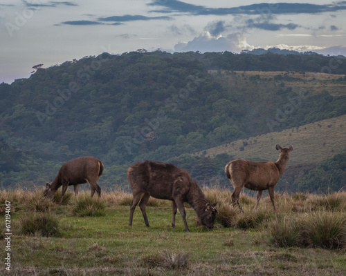 Spectacular Herd of Sambar Deer in Horton Plains National Park  Sri Lanka. Captivating wildlife photography capturing the grace and beauty of these majestic creatures in their natural habitat.
