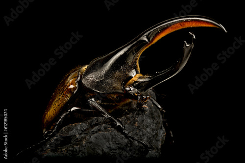 Hercules beetle (Dynastes hercules) male