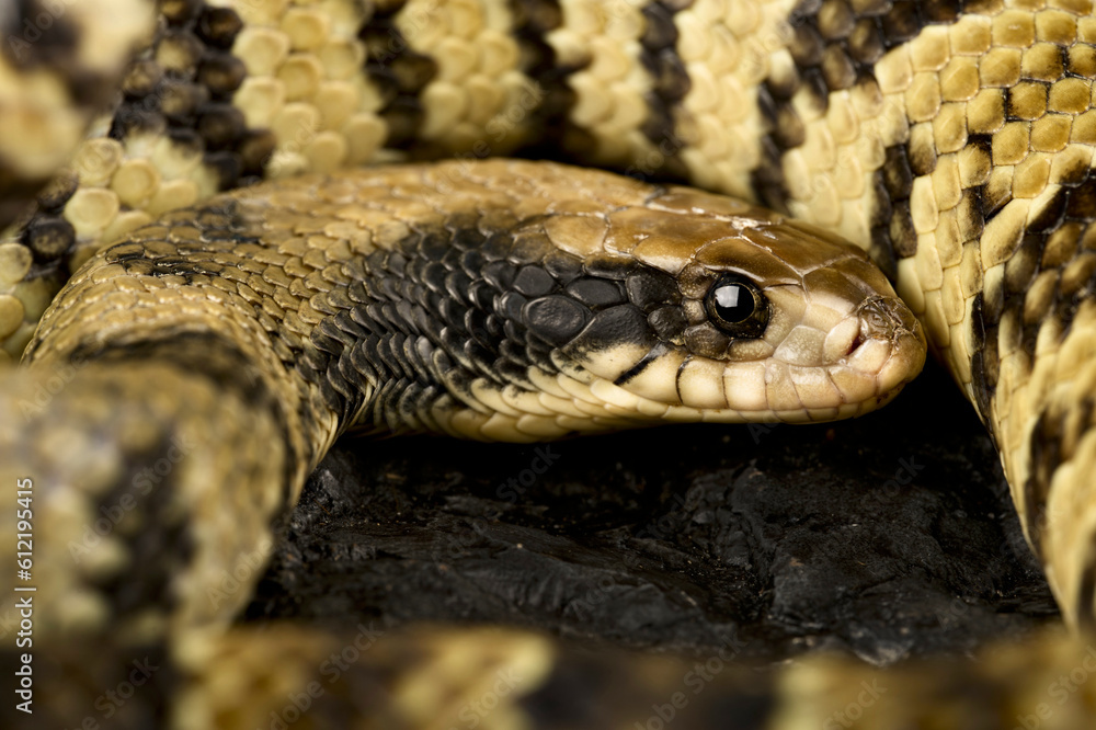 False water cobra (Hydrodynastes gigas) False water cobra (Hydrodynastes gigas)