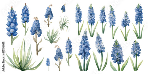 Quadro em tela watercolor muscari plant clipart for graphic resources