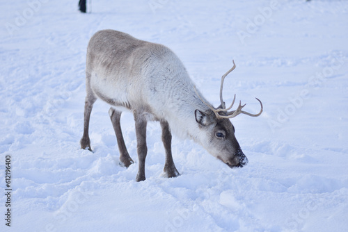Obraz na plátne Reindeer in Tromso, Norway