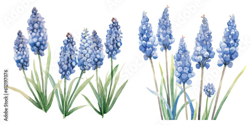 watercolor muscari plant clipart for graphic resources photo