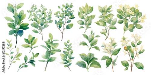 watercolor greenery plant clipart for graphic resources