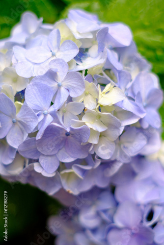 紫陽花