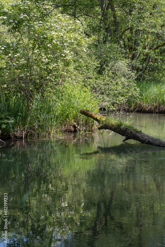 la Versoix, rivière sauvage photo