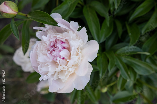 White peony flower on a background of green leaves in the garden