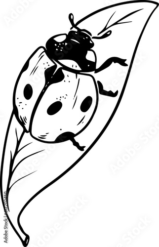 Sketch style ladybug crawling on leaf black lineart isolated on white background