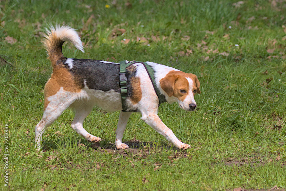 Beagle dog runs across the green meadow. Tricolor dog. Home pet. Playful dog for a walk.