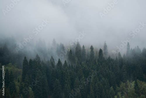 The pine trees are covered with mist after the rain