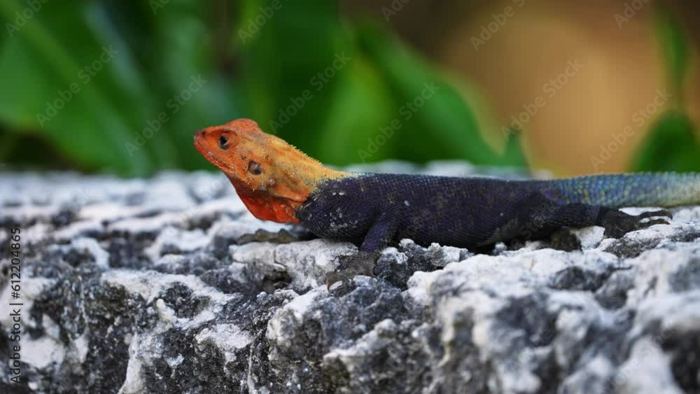 African Rainbow Redhead Agama Lizard on Rocks With Out of Focus Background in Florida. Close Up African Rainbow Redhead Agama Lizard on Rocks With Out of Focus Background in Florida. Close Up
