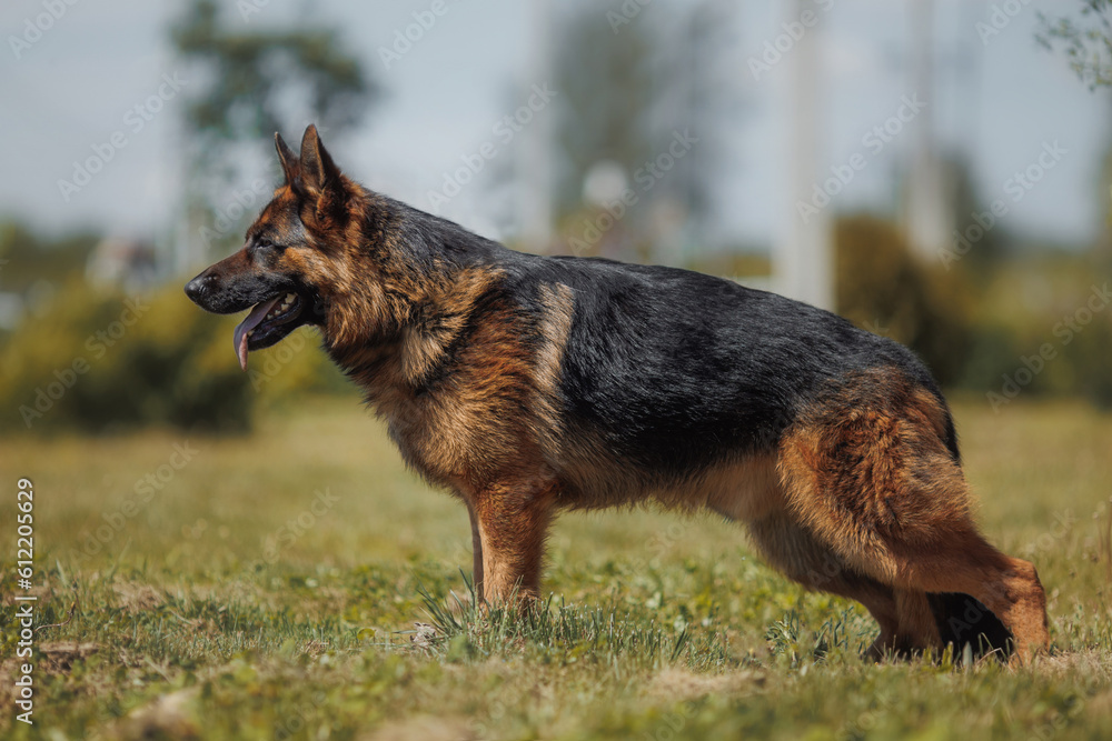 german shepherd portrait in spring in the park
german shepherd portrait in spring in the park