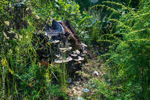 Mushrooms on an old oak stump next to a footpath in the forest...