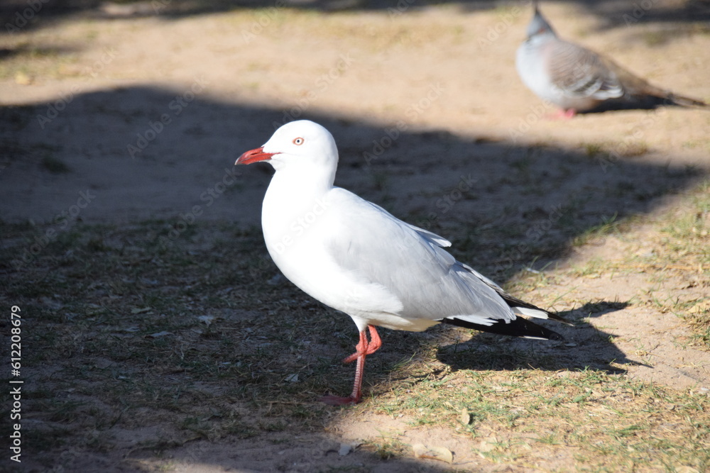 Fototapeta premium Seagull on one leg