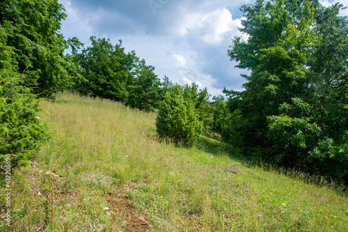 Path in the park, juniper tree on the green meadow...