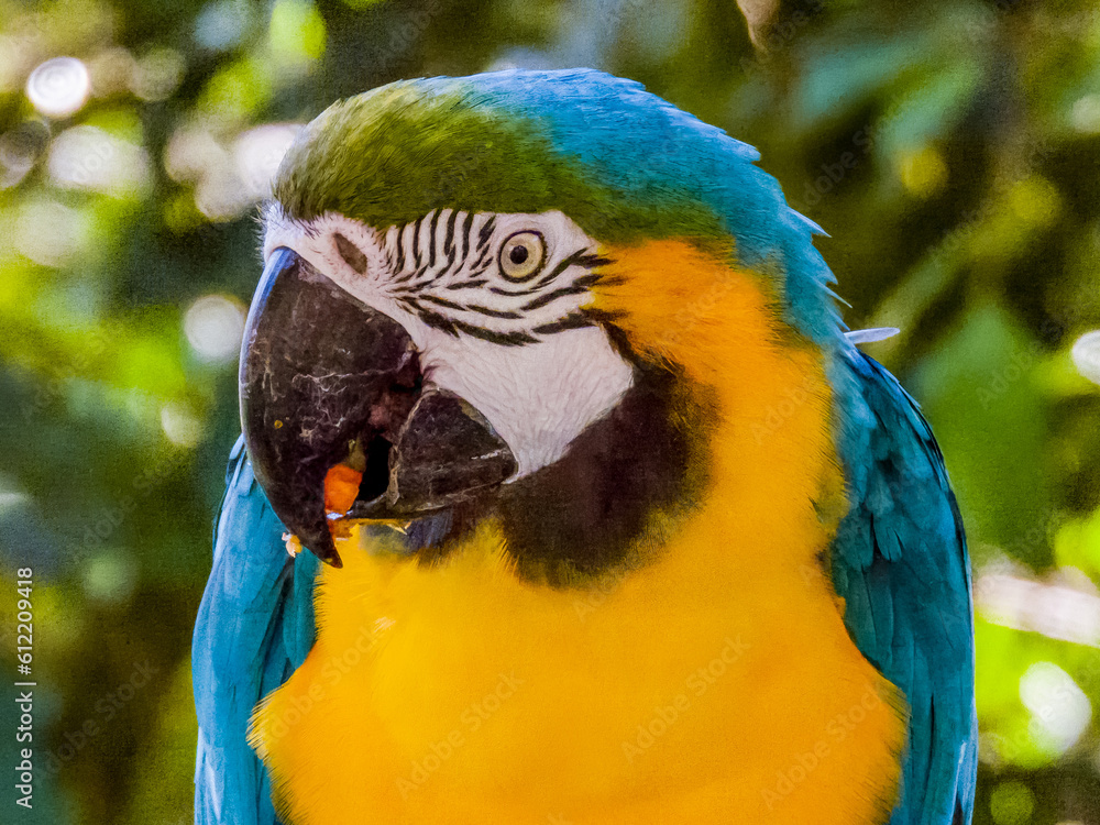 Blue and Yellow Macaw from South America Blue and Yellow Macaw from South America