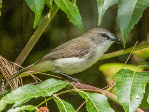 Photography Brown Gerygone found in Australia