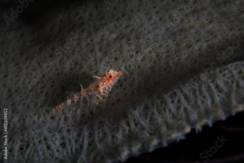 A Triplefin Blenny fish finding safety inside a vase sponge in the Belize Barrier Reef photo