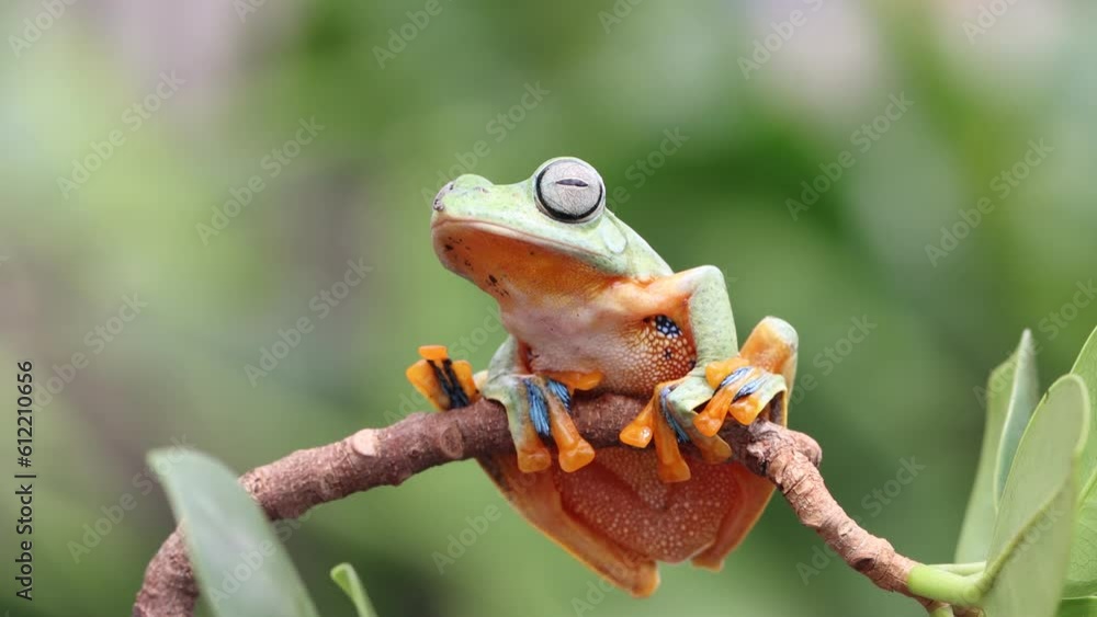 Flying frog closeup face on a twig, Javan tree frog hanging on green leaves, rhacophorus reinwartii Flying frog closeup face on a twig, Javan tree frog hanging on green leaves, rhacophorus reinwartii