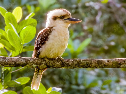 Foto Laughing Kookaburra endemic to Australia