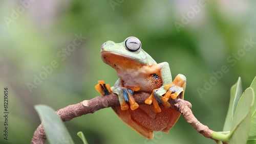 Flying frog closeup face on a twig, Javan tree frog hanging on green leaves, rhacophorus reinwartii photo