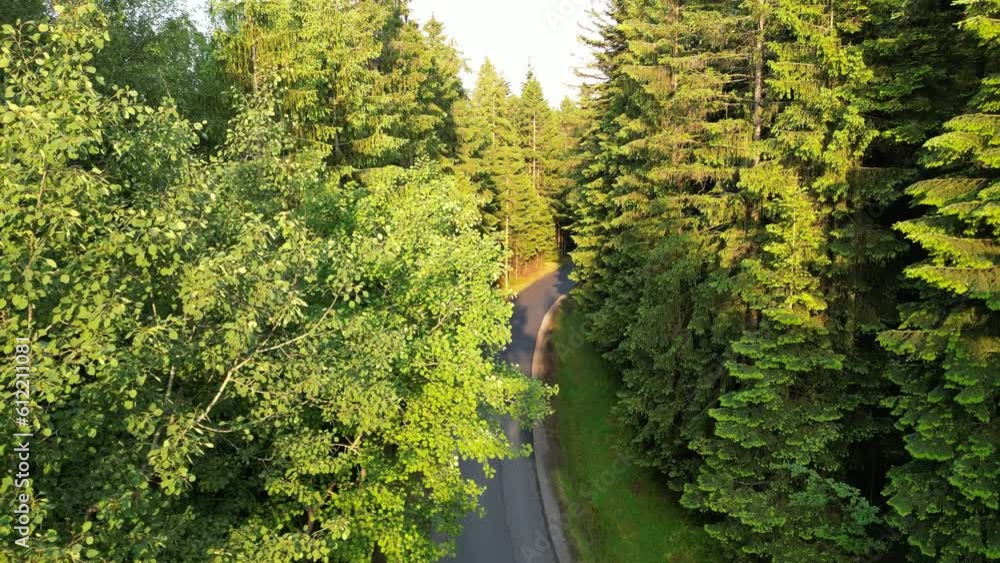 Lonely forest road surrounded by beautiful green trees in mountainous area Lonely forest road surrounded by beautiful green trees in mountainous area