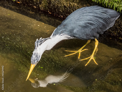 Bild auf Leinwand Pied Heron in Australia