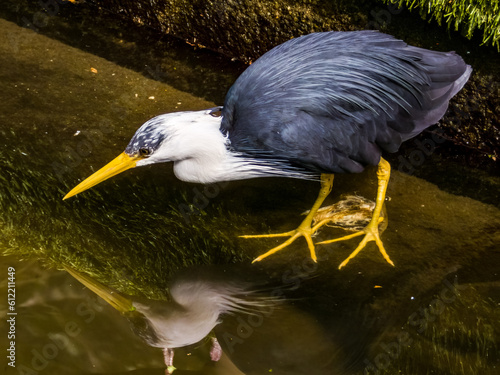 Photos Pied Heron in Australia