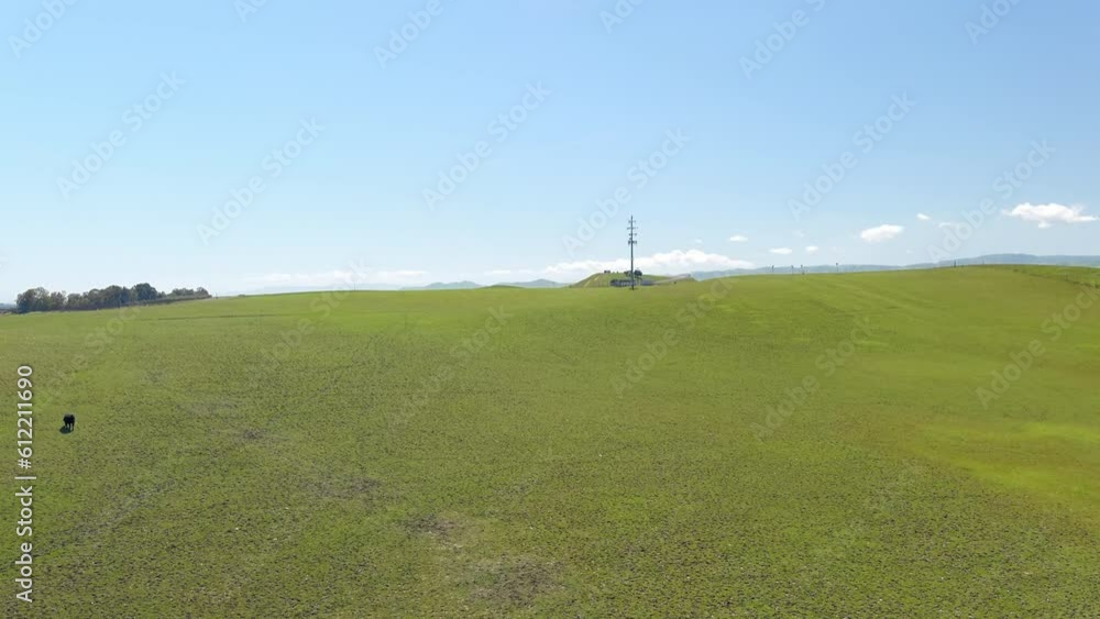 Happy free range cows in a vast green pasture - ascending aerial view Happy free range cows in a vast green pasture - ascending aerial view