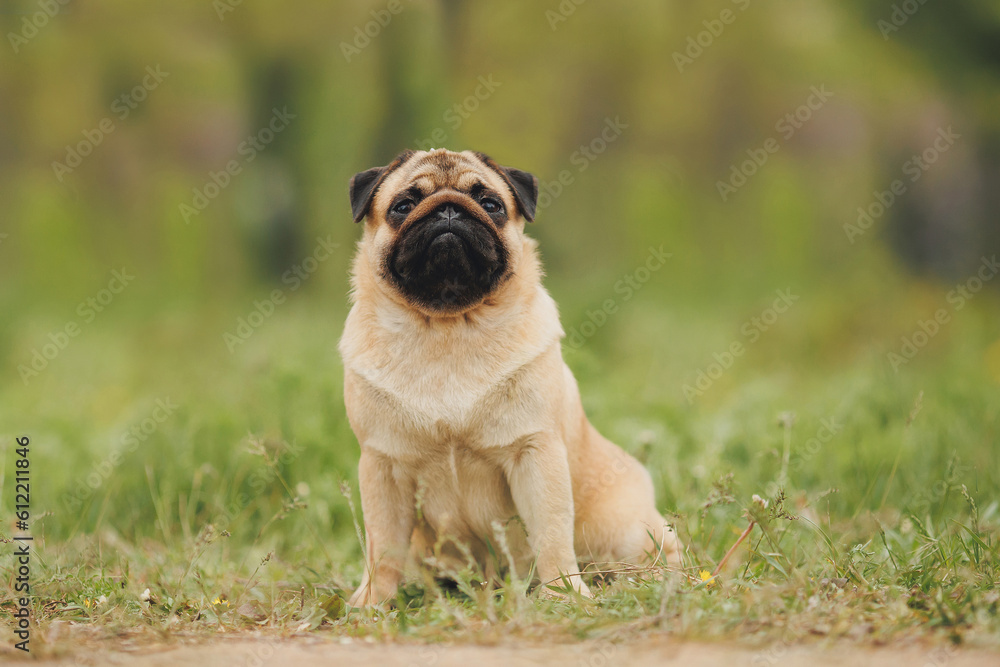 dog pug in the park	
