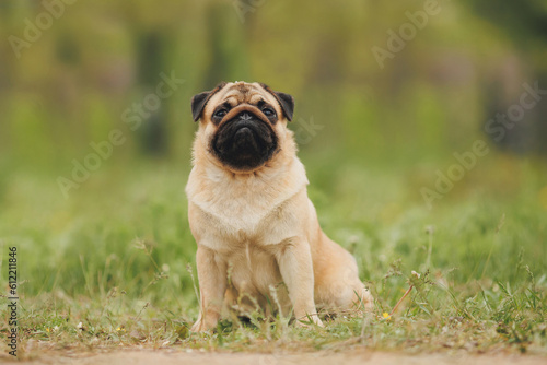 dog pug in the park 