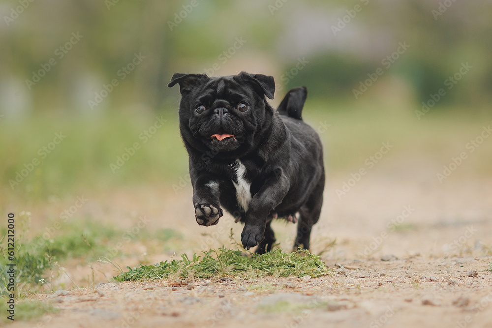 dog pug in the park	
