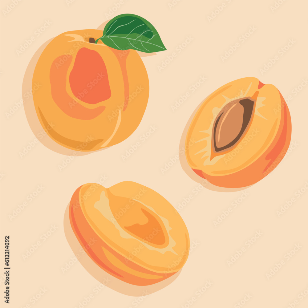 Apricot whole and cut in half with a stone. Hand drawn vector image of fruit. Summer juicy fruits. Apricot whole and cut in half with a stone. Hand drawn vector image of fruit. Summer juicy fruits.