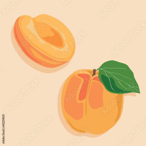 Apricot whole with leaf and half. Hand drawn vector image of fruit. Summer juicy fruits.
