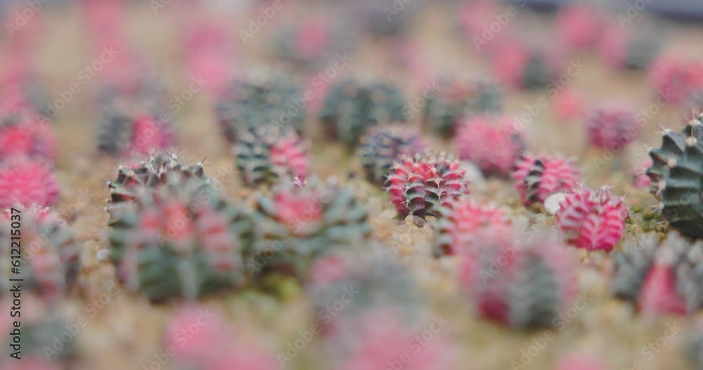 Close-up group of colorful Gymnocalycium mihanovichii pot. Cactus are popular with thorns and are highly resistant to drought. VDO Footage 4K. Close-up group of colorful Gymnocalycium mihanovichii pot. Cactus are popular with thorns and are highly resistant to drought. VDO Footage 4K.