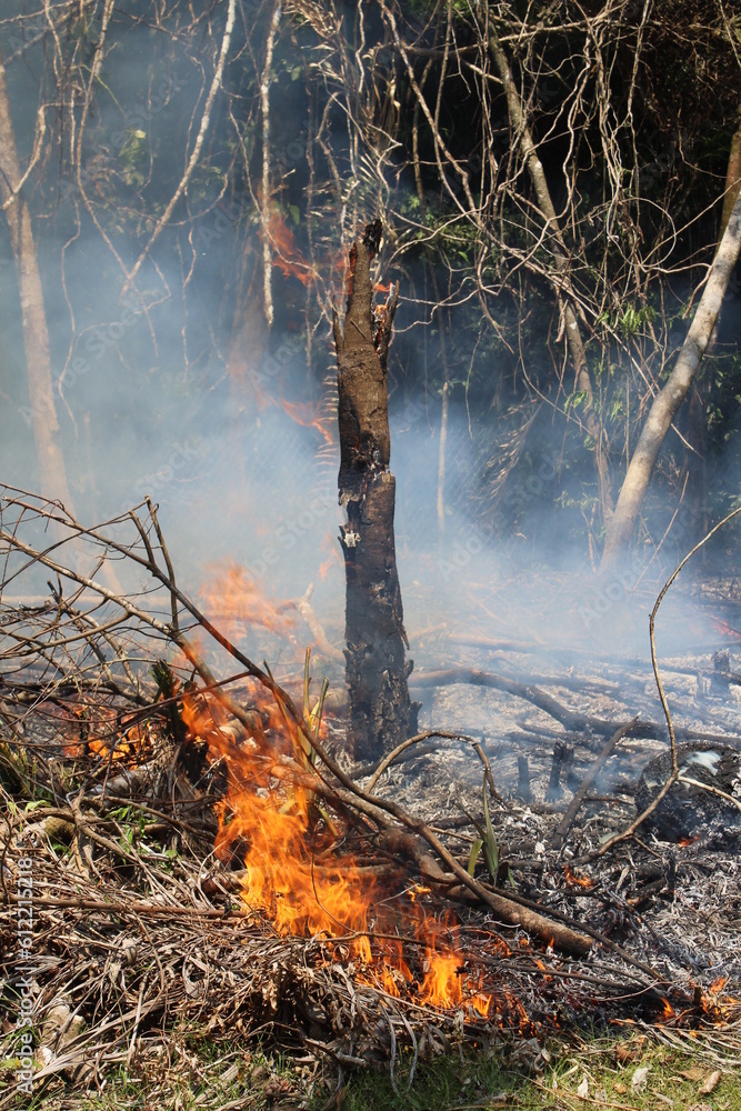 slash and burn agriculture also known as Milpa Farming where the jungle is being burnt in Toledo District, Belize