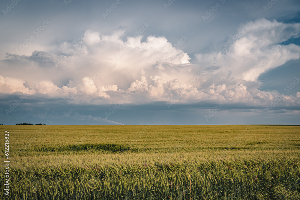 Beautiful farm landscape of a wheat field, early summer in Ukraine, at sunset time