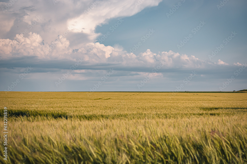 Beautiful farm landscape of a wheat field, early summer in Ukraine, at sunset time Beautiful farm landscape of a wheat field, early summer in Ukraine, at sunset time
